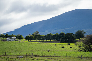 Wall Mural - horse farm in the hills