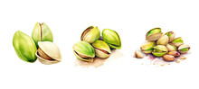 Culinary Pistachio Nut Watercolor