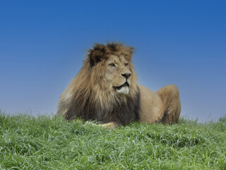 Wall Mural - A large male Barbary lion, Panthera leo leo, lies on a mound and observes the surroundings