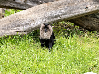 Wall Mural - Lion tailed Macaque, Macaca silenus, sits under a large trunk and observes the surroundings