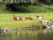 A small herd of Kafue Flats lechwe, Kobus leche kafuensis, resting on green grass
