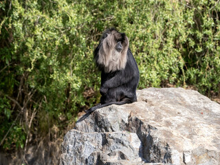 Wall Mural - Lion tailed Macaque, Macaca silenus, sits on a large boulder and observes the surroundings