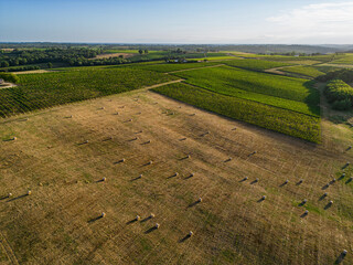 Wall Mural - Aerial view Bordeaux Vineyard and forage fields with bales of hay in summer at sunrise, film by drone in summer, Entre deux mers, High quality photo