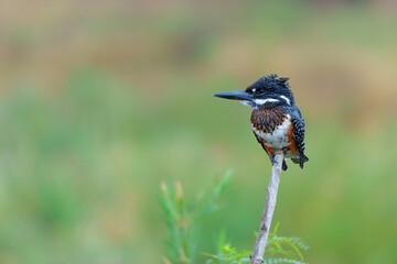 Wall Mural - Giant Kingfisher (Megaceryle maxima) sitting before fishing in the Olifants river in Kruger Natioanl Park South Africa  