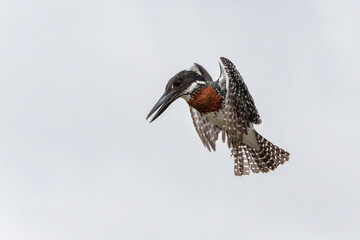 Wall Mural - Giant Kingfisher (Megaceryle maxima) flying while fishing in the Olifants river in Kruger Natioanl Park South Africa 