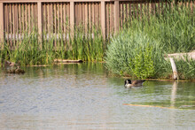 Canada Goose Swimming In A Lake