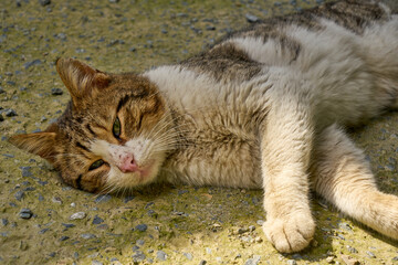 a dirty and cute stray cat on the street