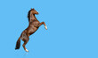 English thoroughbred horse rearing up, isolated on blue background