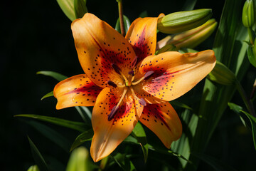 lilium hôtel California  (jardin du ruisseau de l'église 2023)
