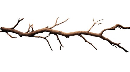 Sticker - Dead tree branches with cracked bark isolated on white background