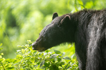 Poster - Female black bear feeding