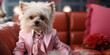 dog in a dress. business woman Dog in pink Barbie jacket. Stylized puppy businesswoman. barbie animal style