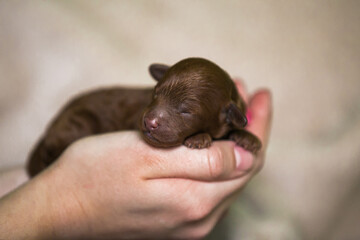 Sticker - Poodle babies in kennel. miniature poodle puppy.. Dwarf poodle	
