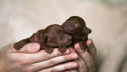 Sticker - Poodle babies in kennel. Newborn puppies inside. Dwarf poodle	