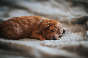 Poster - Poodle babies in kennel. Newborn puppies inside.  Dwarf poodle