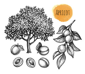 Wall Mural - apricot tree, fruits and branch.