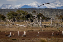 Tierra Del Fuego Goose (Chile, Argentina, Patagonia, Tierra Del Fuego)