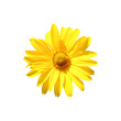 Arnica mountain, close-up. One beautiful yellow flower. Isolated on a white background.