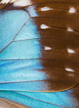 Sky Blue Morpho Butterfly Wing