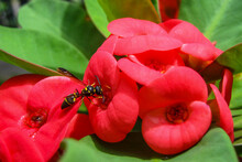 A Wasp Is Sucking The Nectar Of A Red Crown Of Thorns (Euphorbia Milii) Against A Background Of Green Leaves