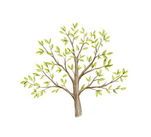 Green Ornate Tree Branch With Foliage Isolated On White Background. Watercolor Hand Drawn Illustration Sketch