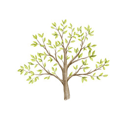 green ornate tree branch with foliage isolated on white background. watercolor hand drawn illustrati