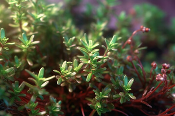 Poster - A close-up photo of thyme sprigs, featuring their tiny leaves and woody stems.  Generative AI technology.