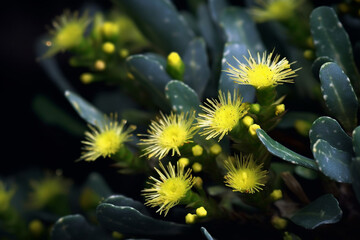Poster - A close-up shot of Kanna (Sceletium tortuosum), displaying its succulent leaves, small yellow flowers, and mood-enhancing properties.  Generative AI technology.