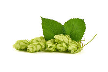 Fresh Green Hops Cones, Isolated On White Background.