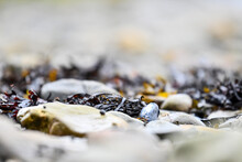 Close-up Of Algae Hidden Across Stone Or Pebble On The Shore Of The St-Lawrence River With A Blurred And Abstract Background