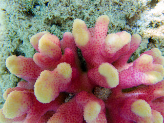 Sticker - Pink cauliflower coral - Pocillopora sp.