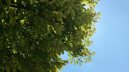 Wall Mural - crowns, leaves, tree branches against a clear blue sky on a sunny summer day in motion with fleeting
