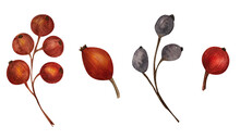 Watercolor Red Berries Set, Autumn Fruits Illustration. Berries Of Viburnum, Wild Rose, Black Ash, Isolated Objects For Decoration Of Your Design Projects And Promotions For Thanksgiving Day