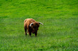 A Highland cow walking through a field.