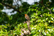 A Robin pearched in a tree