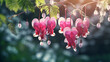Bleeding Heart Spring Romance. Romantic essence and beauty of Bleeding Heart Lamprocapnos spectabilis flowers in a spring garden. capturing love's spirit. Generative ai