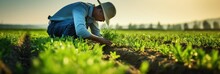 A Man Is Working On Green Field, Checking Health Of Plants The Field, Generative AI