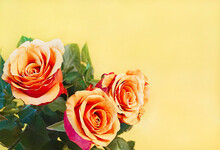 Orange Roses With Red Stems In A Bouquet On An Orange Background.
