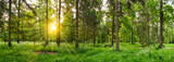 Fototapeta Krajobraz - Green woods panorama at sunrise with sun flare
