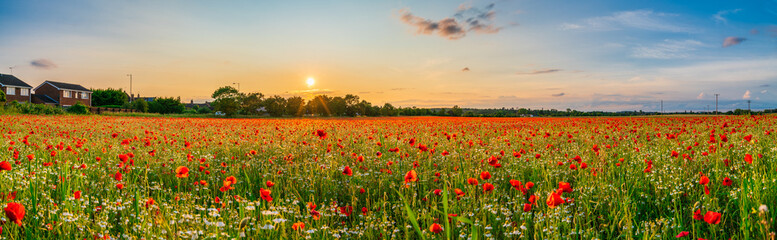 Sticker - Red poppy flowers field at sunset 