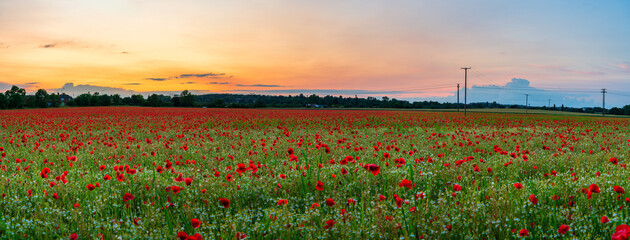 Canvas Print - Red poppy flowers field at sunset 