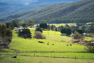 Wall Mural - horse farm in the hills