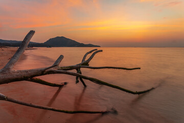 Wall Mural - Dead tree trunk on tropical beach