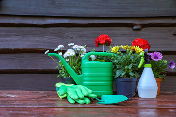 Wall Mural - Beautiful blooming flowers, gloves and gardening tools on wooden table outdoors, space for text