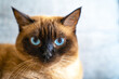 Well-groomed lazy Siamese brown cat with blue eyes looks sternly with a piercing look