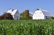 Barns and vine covered silo partially obscured by maturing corn crop. The scene is representative of many farms during mid to late summer throughout the Midwestern United States.