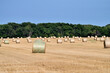 Freshly formed hay bales populate a field from which they were cut on a large farm in north central Illinois.