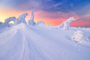 Wall Mural - beautiful winter landscape with trees covered with snow