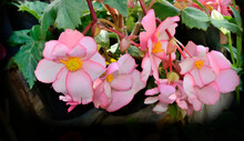 Ampelous Bicolor White - Pink Begonia Flowers