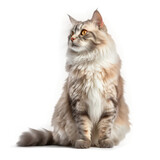 Fototapeta Koty - American Curl Cat , Isolated On Transparent, PNG, HD